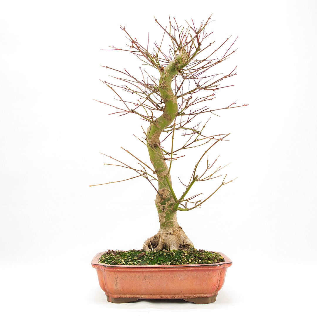 Fächer-Ahorn 'Acer palmatum 'Deshojo'