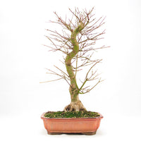 Fächer-Ahorn 'Acer palmatum 'Deshojo'