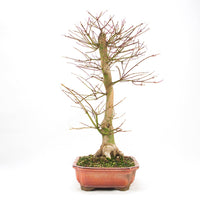 Fächer-Ahorn 'Acer palmatum 'Deshojo'