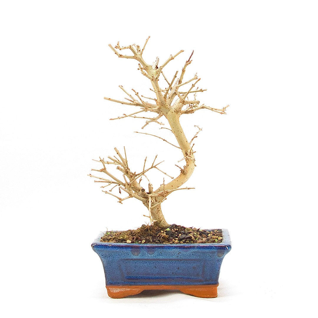 Gewöhnlichen Liguster ‚Ligustrum vulgare‘