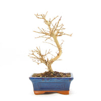 Gewöhnlichen Liguster ‚Ligustrum vulgare‘