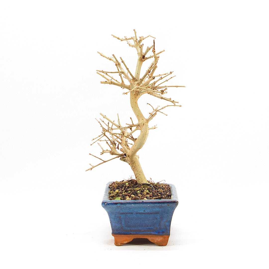 Gewöhnlichen Liguster ‚Ligustrum vulgare‘