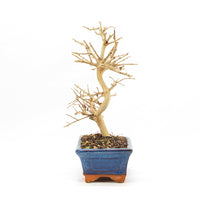 Gewöhnlichen Liguster ‚Ligustrum vulgare‘