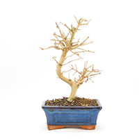 Gewöhnlichen Liguster ‚Ligustrum vulgare‘