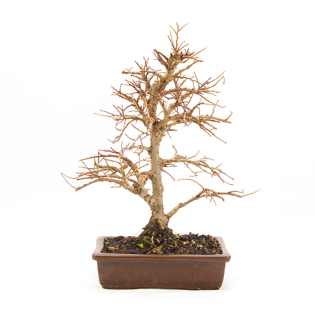 Japanische Ulme 'Ulmus japonica'