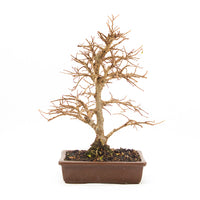 Japanische Ulme 'Ulmus japonica'