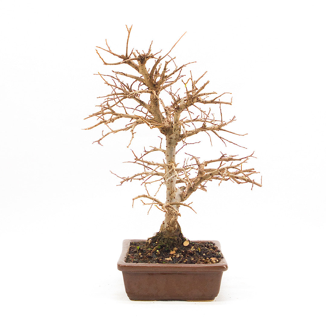 Japanische Ulme 'Ulmus japonica'