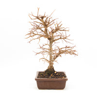 Japanische Ulme 'Ulmus japonica'