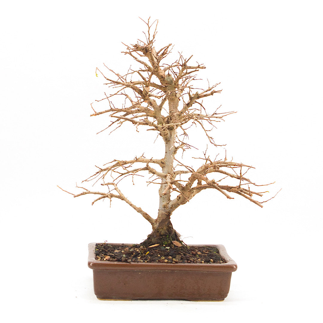 Japanische Ulme 'Ulmus japonica'