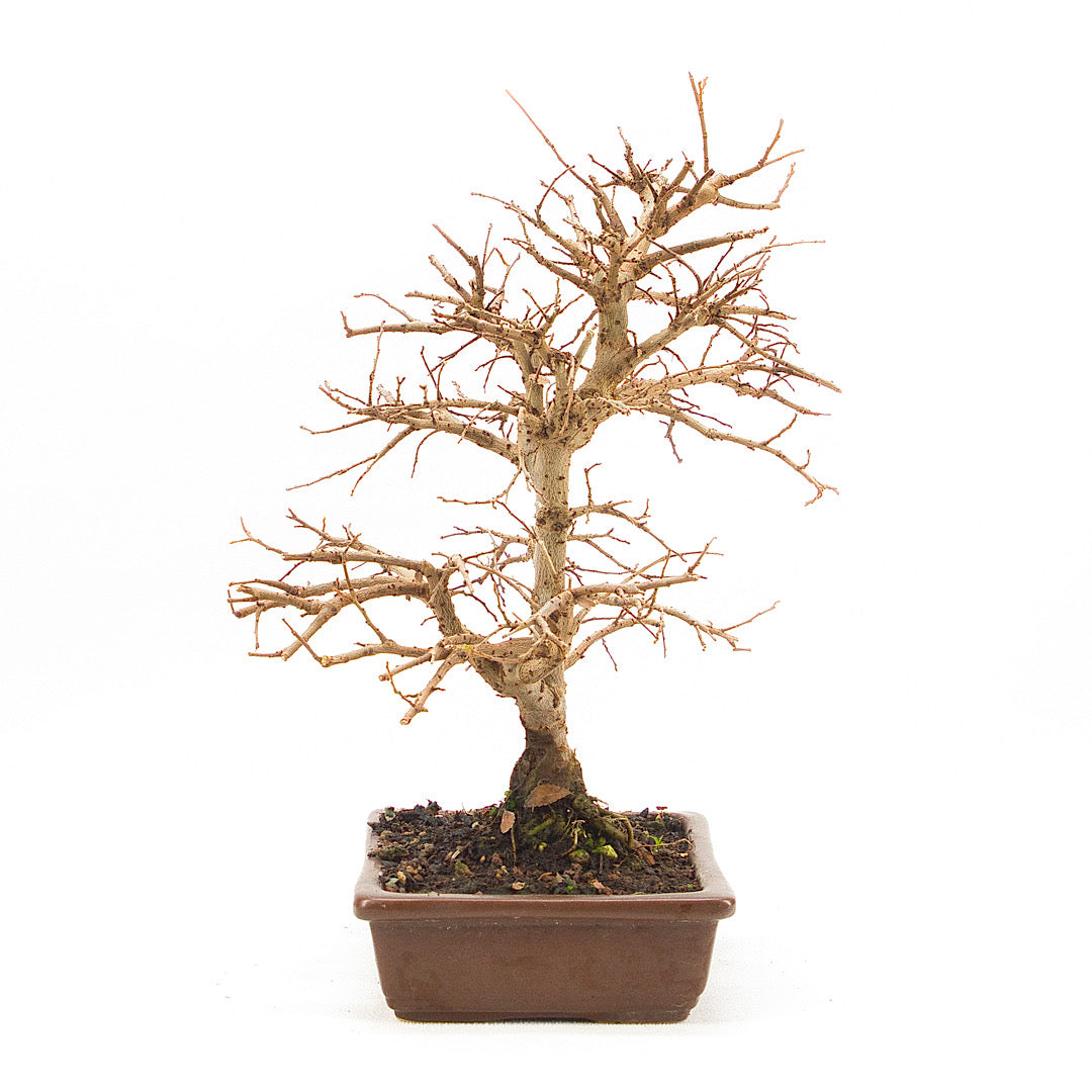 Japanische Ulme 'Ulmus japonica'