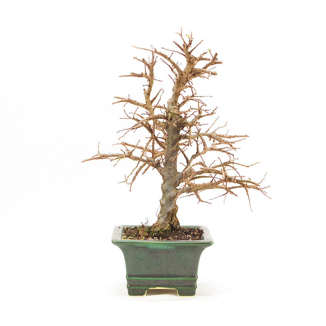 Japanische Ulme 'Ulmus japonica'