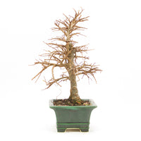 Japanische Ulme 'Ulmus japonica'