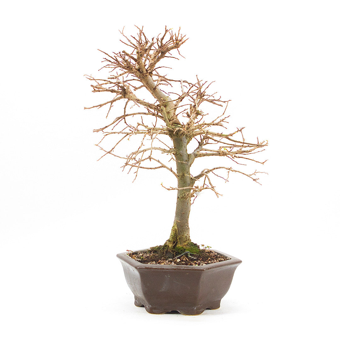 Japanische Ulme 'Ulmus japonica'