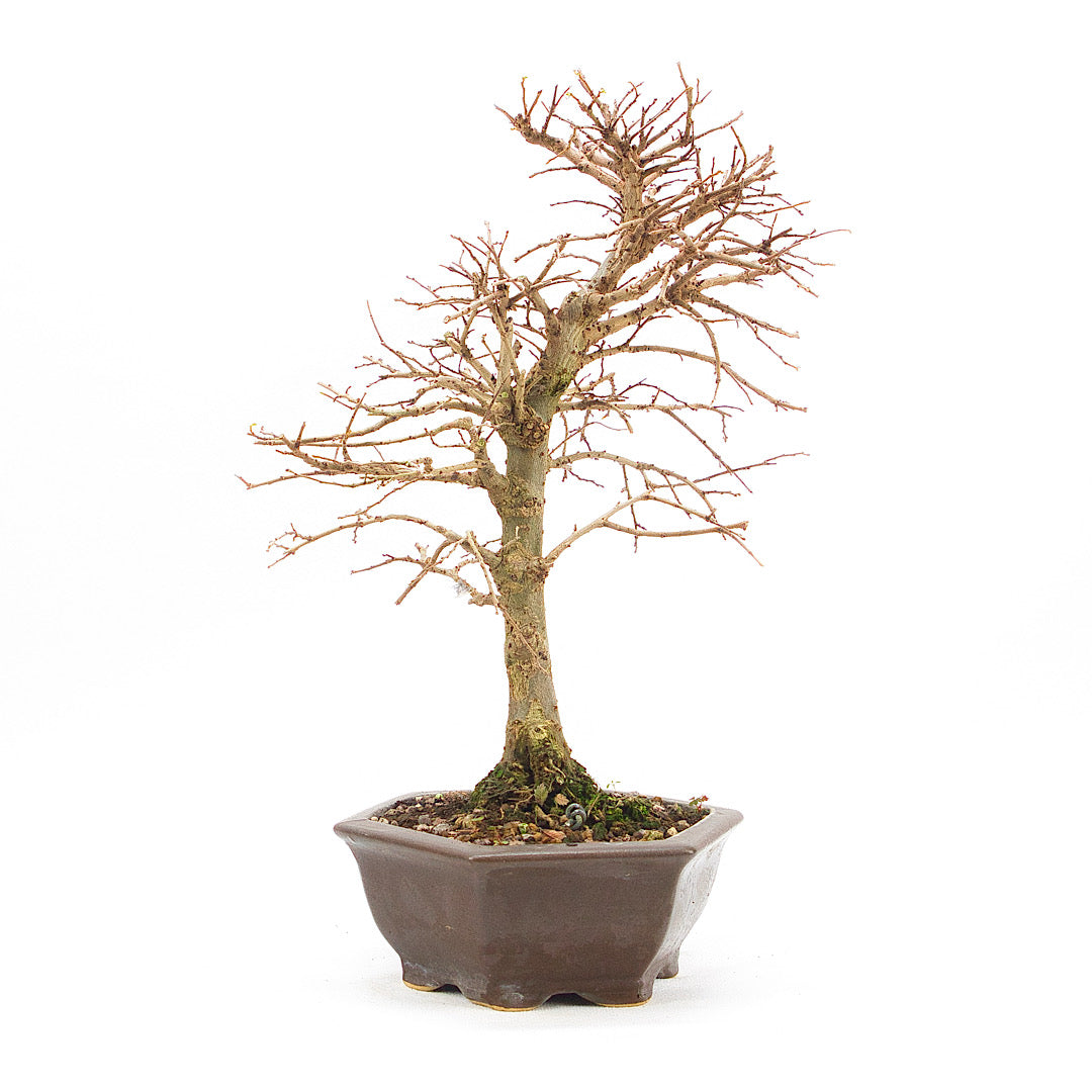 Japanische Ulme 'Ulmus japonica'