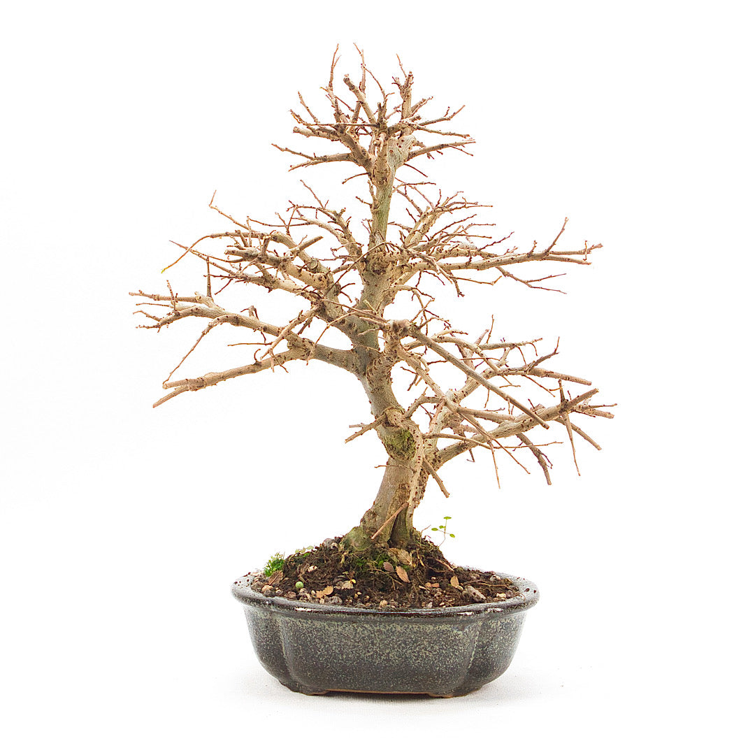 Japanische Ulme 'Ulmus japonica'