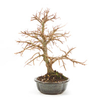 Japanische Ulme 'Ulmus japonica'