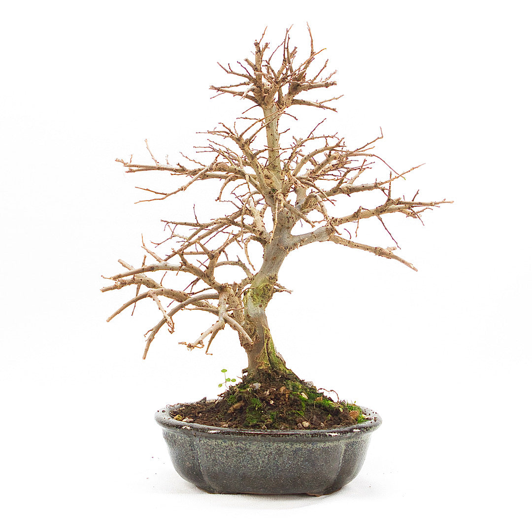 Japanische Ulme 'Ulmus japonica'