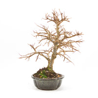 Japanische Ulme 'Ulmus japonica'