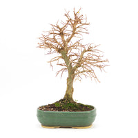 Japanische Ulme 'Ulmus japonica'