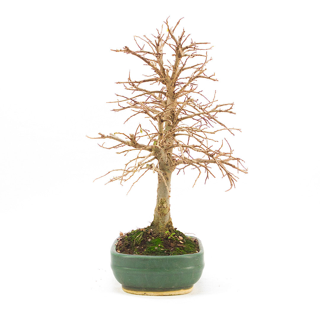 Japanische Ulme 'Ulmus japonica'