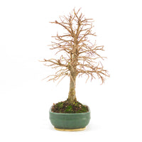 Japanische Ulme 'Ulmus japonica'