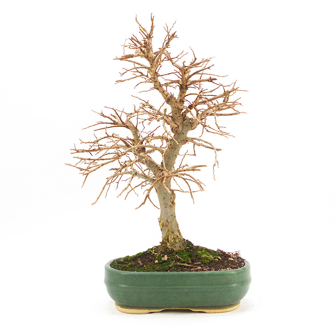 Japanische Ulme 'Ulmus japonica'