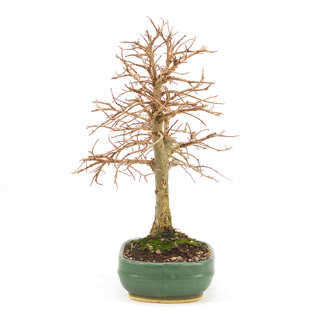 Japanische Ulme 'Ulmus japonica'