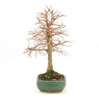 Japanische Ulme 'Ulmus japonica'