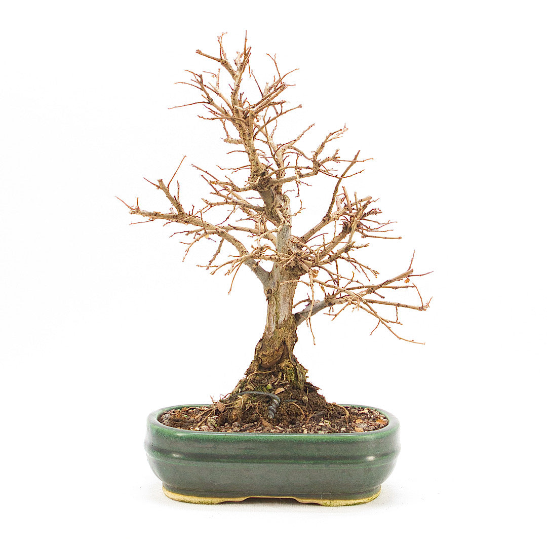 Japanische Ulme 'Ulmus japonica'