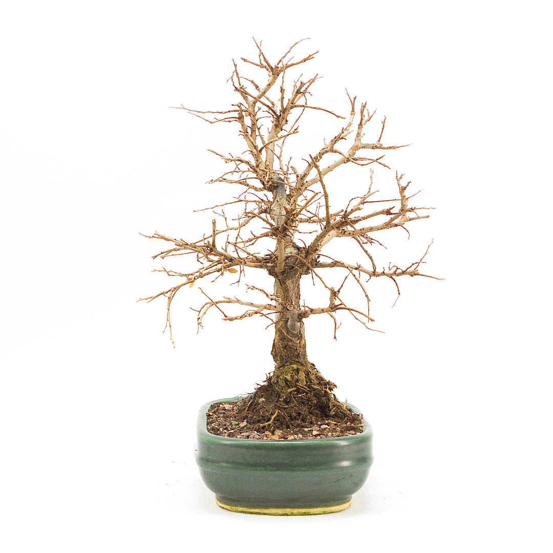 Japanische Ulme 'Ulmus japonica'