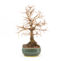 Japanische Ulme 'Ulmus japonica'