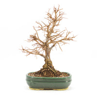 Japanische Ulme 'Ulmus japonica'