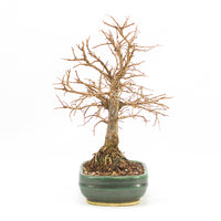 Japanische Ulme 'Ulmus japonica'