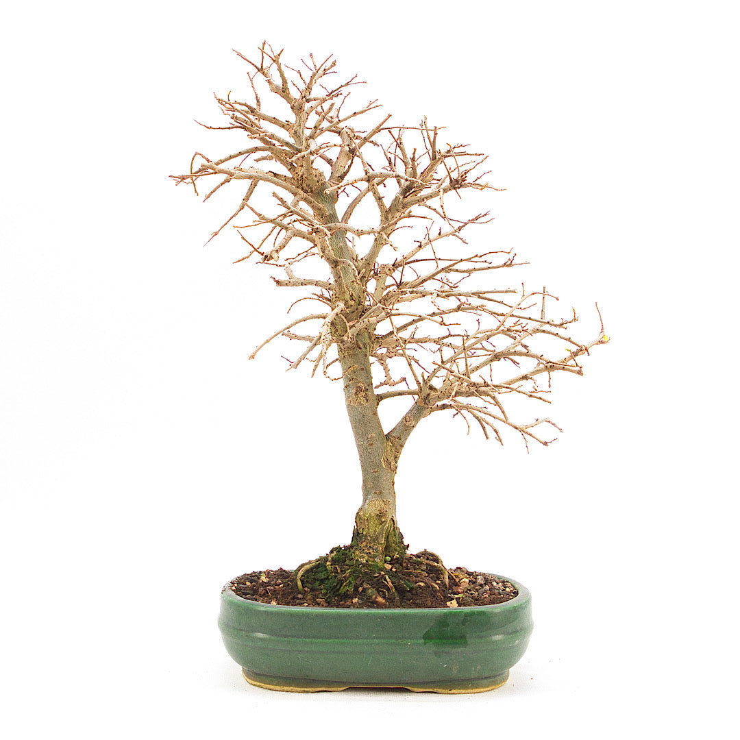 Japanische Ulme 'Ulmus japonica'