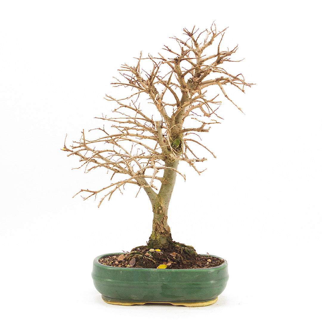 Japanische Ulme 'Ulmus japonica'