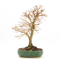 Japanische Ulme 'Ulmus japonica'