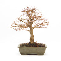 Japanische Ulme 'Ulmus japonica'