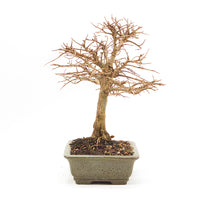 Japanische Ulme 'Ulmus japonica'