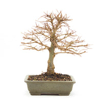 Japanische Ulme 'Ulmus japonica'