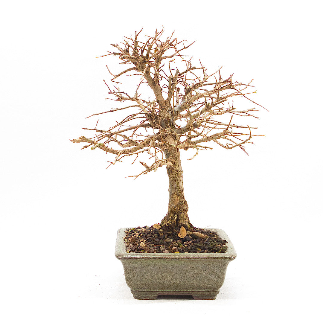 Japanische Ulme 'Ulmus japonica'