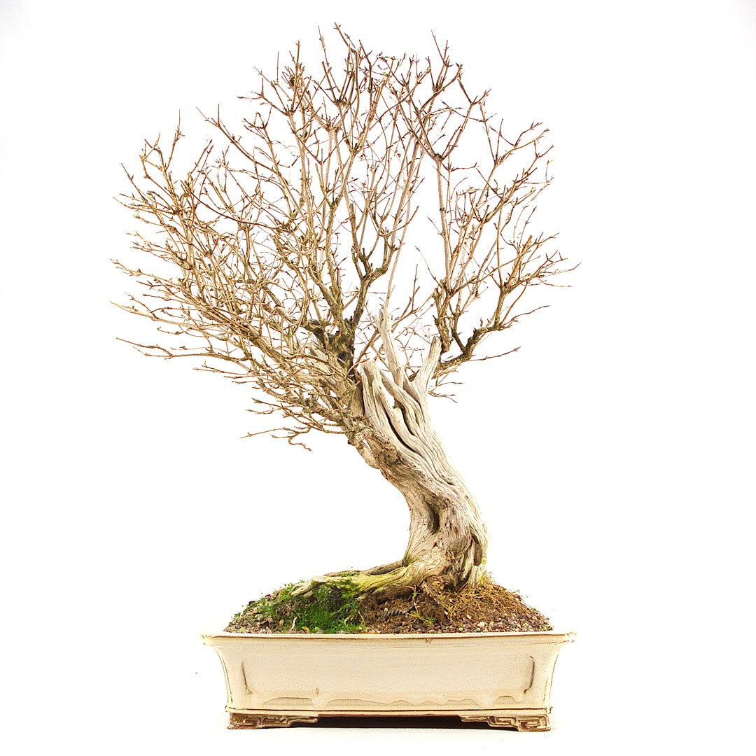 Heckenkirsche 'Lonicera xylosteum'