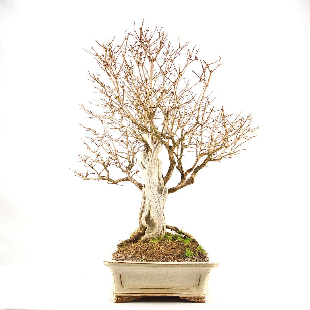 Heckenkirsche 'Lonicera xylosteum'