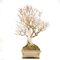 Heckenkirsche 'Lonicera xylosteum'