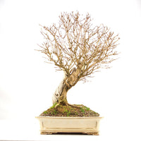 Heckenkirsche 'Lonicera xylosteum'