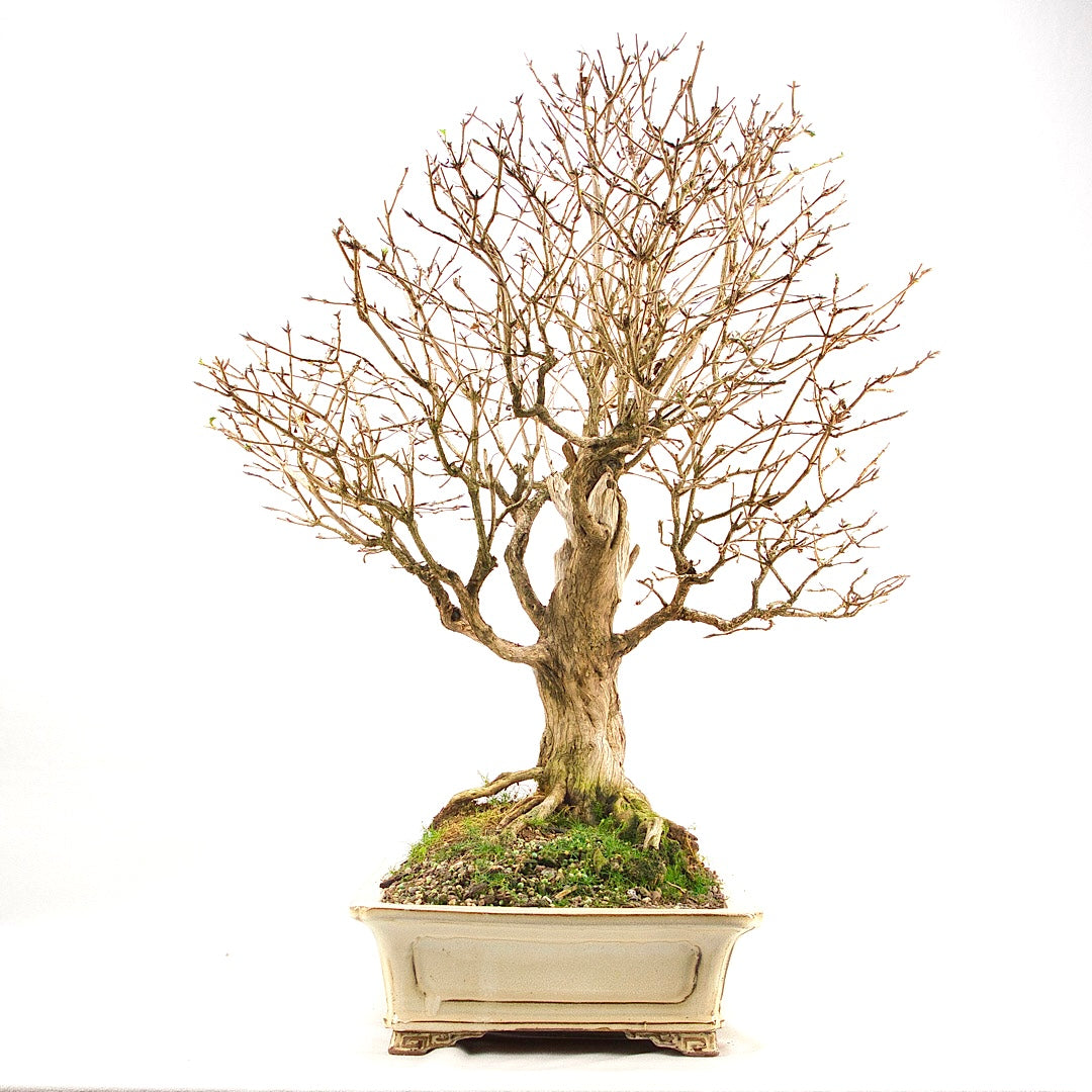 Heckenkirsche 'Lonicera xylosteum'