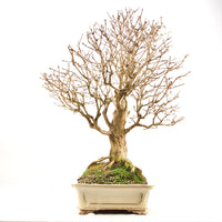 Heckenkirsche 'Lonicera xylosteum'