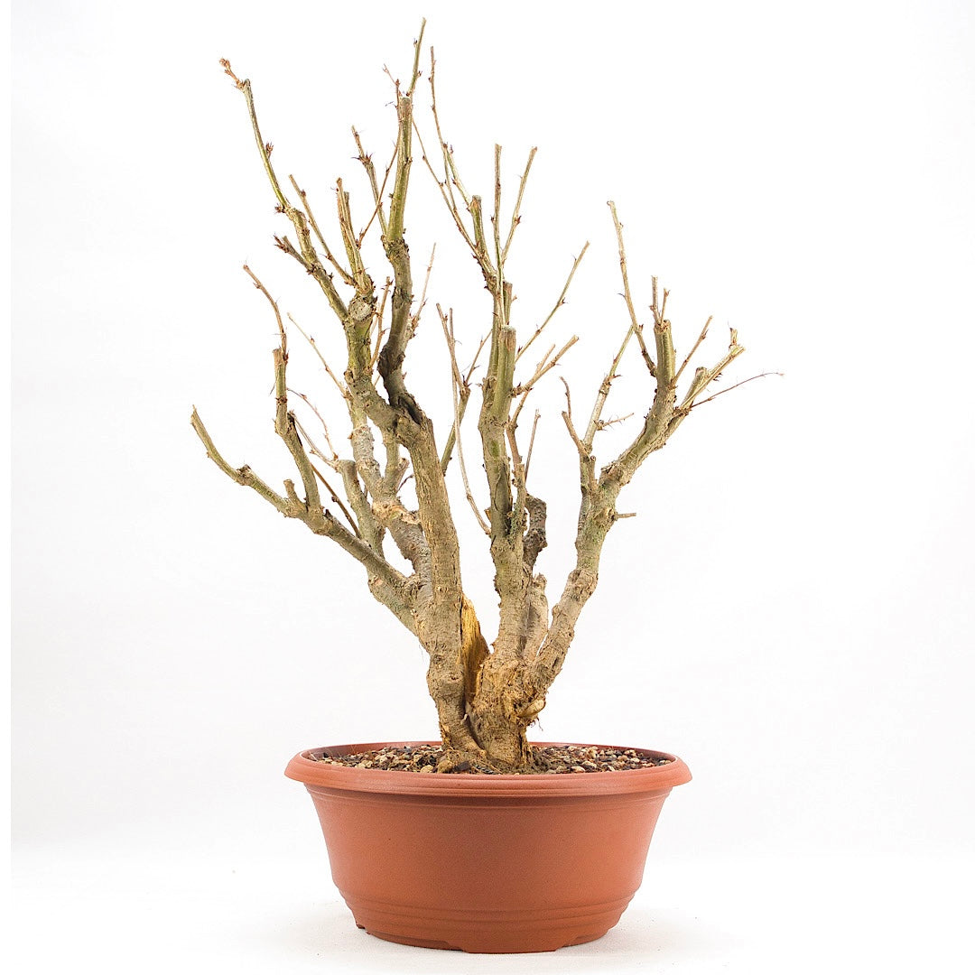 Erbsenstrauch 'Caragana'