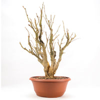 Erbsenstrauch 'Caragana'