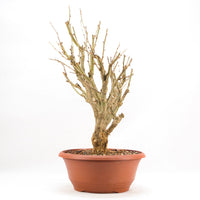 Erbsenstrauch 'Caragana'