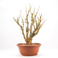 Erbsenstrauch 'Caragana'